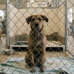 Snake River Animal Shelter Highlights Pet Adoption Opportunities in Northwest USA