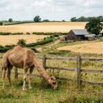 Idaho Century Farm in Idaho Falls Preserves Legacy with Camels and Community Engagement